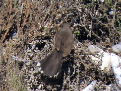 Cercotrichas coryphoeus cinerea