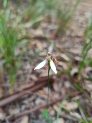 Eriochilus dilatatus