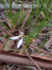 Eriochilus dilatatus