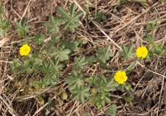 Potentilla thuringiaca