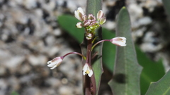 Thysanocarpus curvipes