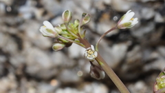Thysanocarpus curvipes