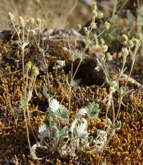 Potentilla kuznetzowii