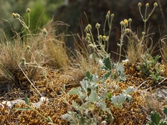 Potentilla kuznetzowii
