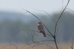 Falco columbarius pallidus