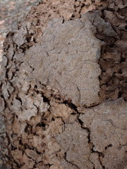 Nasutitermes walkeri