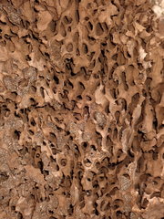 Nasutitermes walkeri