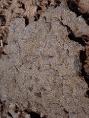 Nasutitermes walkeri