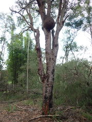 Nasutitermes walkeri