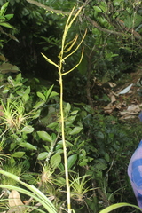 Tillandsia elongata