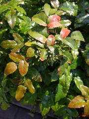 Berberis aquifolium