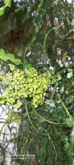 Melicope denhamii