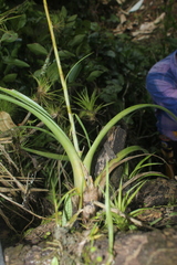 Tillandsia elongata