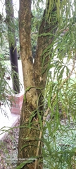 Melicope denhamii