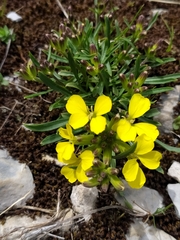 Erysimum majellense