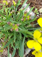 Erysimum majellense