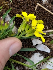 Erysimum majellense