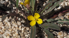 Camissoniopsis ignota