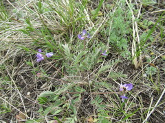 Gueldenstaedtia verna