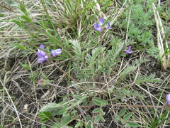 Gueldenstaedtia verna