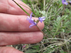 Gueldenstaedtia verna