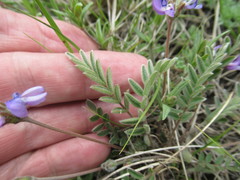 Gueldenstaedtia verna