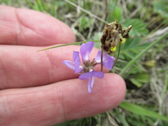 Gueldenstaedtia verna