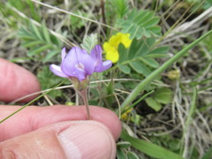Gueldenstaedtia verna