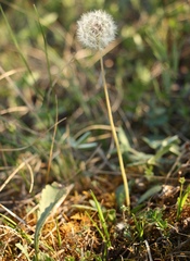 Taraxacum proximum