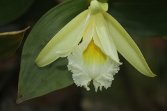 Sobralia macrophylla