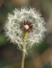 Taraxacum proximum