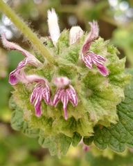 Marrubieae