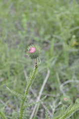 Carduus hamulosus