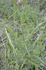 Carduus hamulosus