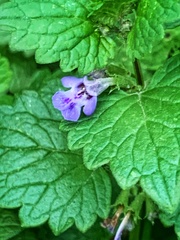 Glechoma hederacea