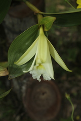 Sobralia macrophylla
