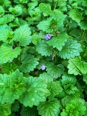 Glechoma hederacea