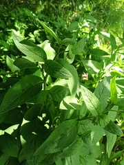 Symphytum caucasicum