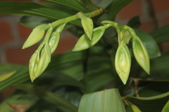 Sobralia macrophylla