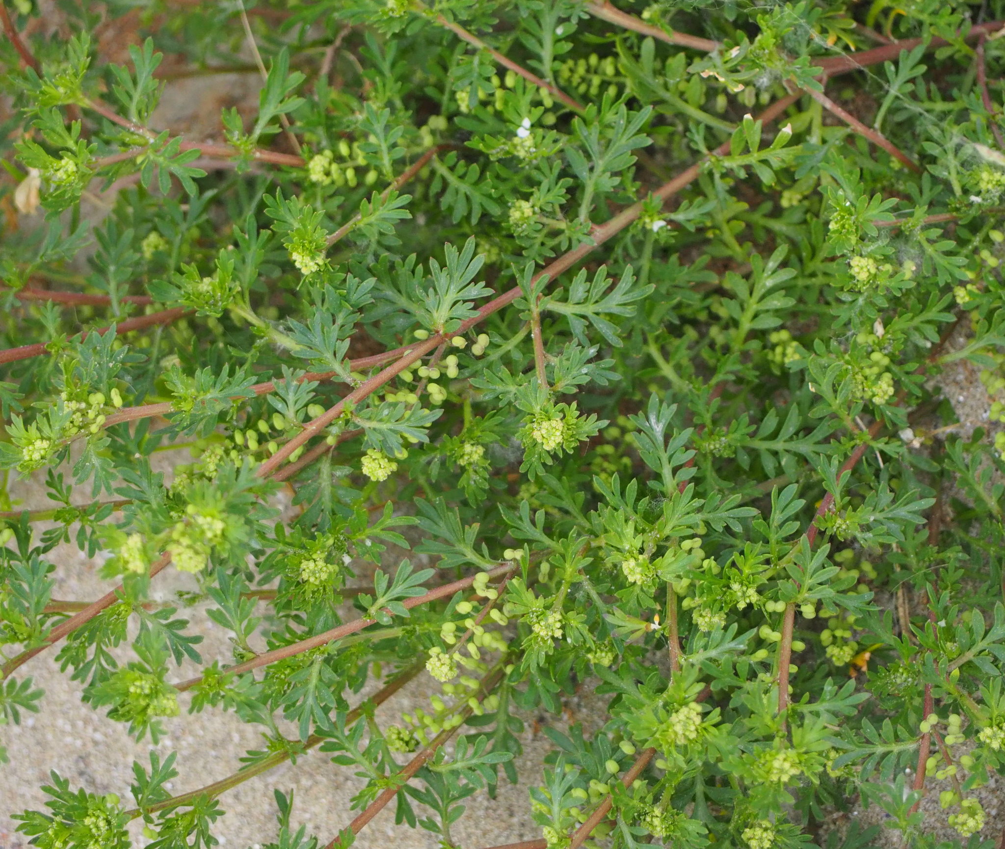 Lepidium didymum