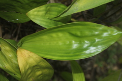 Sobralia macrophylla