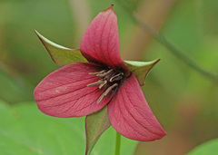 Trillium sulcatum