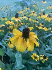 Rudbeckia amplexicaulis