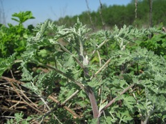 Asteroideae