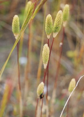 Phleum arenarium