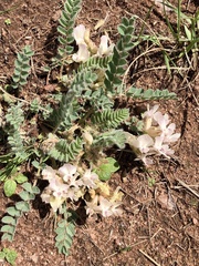 Astragalus parryi