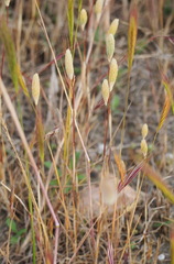 Phleum arenarium