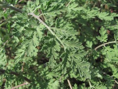 Asteroideae