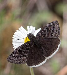 Erynnis juvenalis clitus