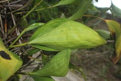 Sobralia macrophylla